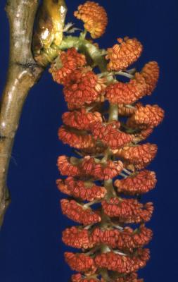 Populus deltoides (eastern cottonwood), male catkin detail