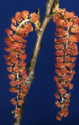 Populus deltoides (eastern cottonwood), male catkins