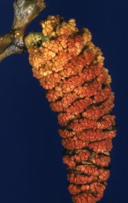 Populus deltoides (eastern cottonwood), male catkin
