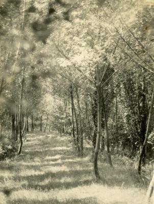 Early forestry plots