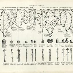 Arboretum Landscape Teaching Aid Series: Know, Know, Know Your Oaks, This Is How They Grow