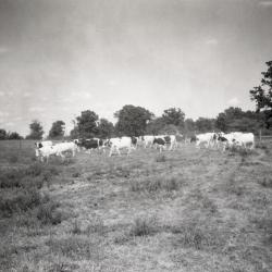Lisle Farms registered Holstein cattle grazing in field, mostly facing left