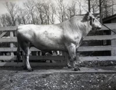 Joy Morton's registered Holstein white bull at Lisle Farms, side view