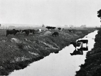 Lisle Farms registered Holstein cattle in and around a section of the DuPage River after it was straightened in 1921