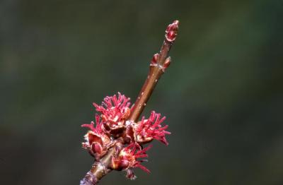 Acer saccharinum (silver maple), female flowers and buds