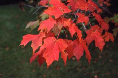 Acer saccharum (sugar maple), fall color