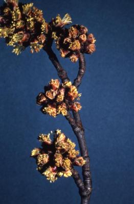 Acer saccharinum (silver maple), twig and flowers