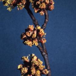 Acer saccharinum (silver maple), twig and flowers