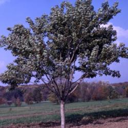 Acer saccharinum ‘Pyramidale’ (Pyramidal silver maple), habit, fall