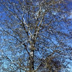 Acer saccharinum (silver maple), spring