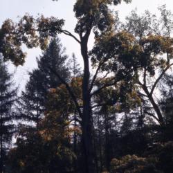 Acer saccharum (sugar maple), habit, fall