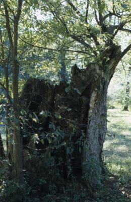 Acer saccharinum (silver maple), tree stump
