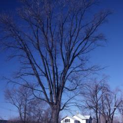 Acer saccharinum (silver maple), winter, habit