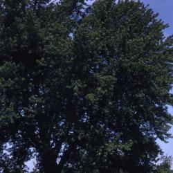 Acer saccharinum (silver maple), summer