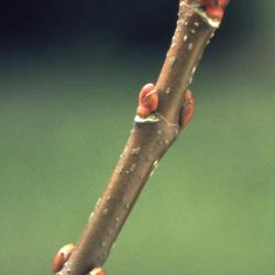 Acer saccharinum (silver maple), twig and buds, spring