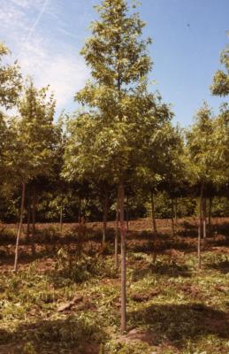 Acer saccharinum ‘Beebe Cutleaf Weeping’ (Beebe Cutleaf Weeping silver maple), sapling, habit