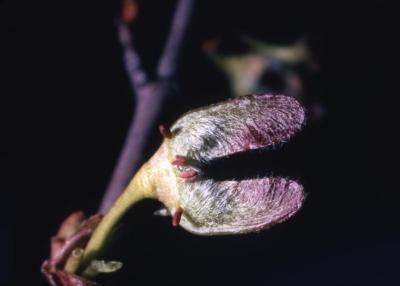 Acer saccharinum (silver maple), fruit