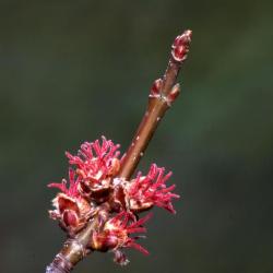 Acer saccharinum (silver maple), female flowers and buds
