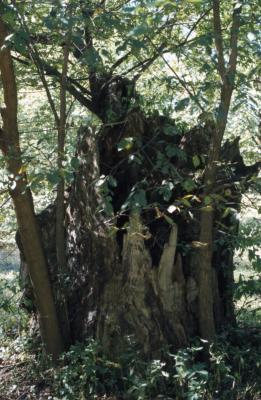Acer saccharinum (silver maple), tree stump