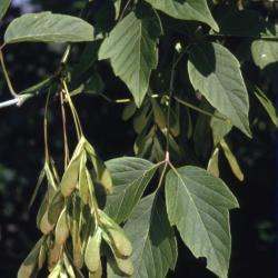 Acer negundo (boxelder), fruit and leaves