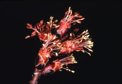 Acer saccharinum (silver maple), male flowers