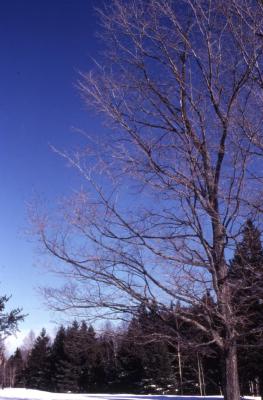 Acer saccharum (sugar maple), winter