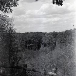 View from railing toward forestry plot
