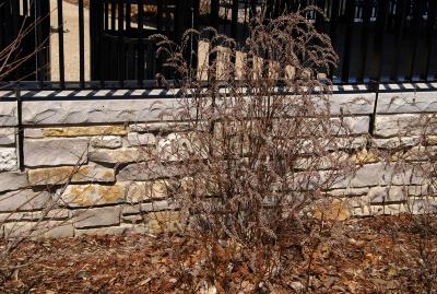 Clethra alnifolia (Summersweet), habit, winter
