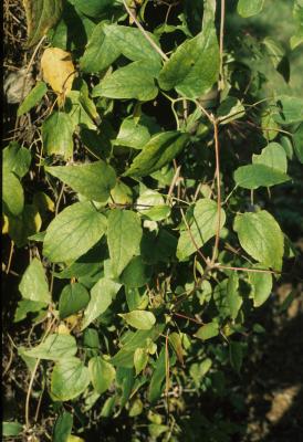 Clematis occidentalis (Blue Clematis), leaf, summer