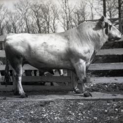 Joy Morton's registered Holstein white bull at Lisle Farms, side view