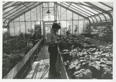 Kris Bachtell in greenhouse looking down at plant