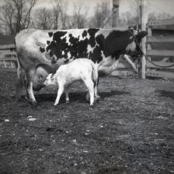 Joy Morton's registered Holstein cow with 2 handlers as calf feeds at Lisle Farms