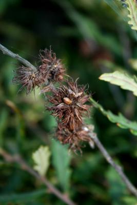 Comptonia peregrina (Sweet-fern), fruit, mature
