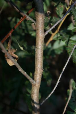 Comptonia peregrina (Sweet-fern), bark, mature