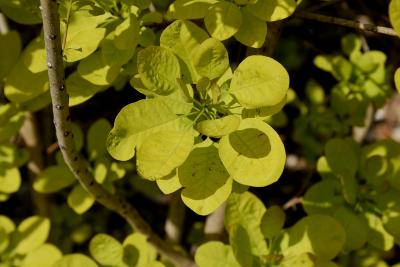 Cotinus coggygria 'Ancot' (PP 13082) (GOLDEN SPIRIT™ Eurasian Smoke Tree PP13082), leaf, spring