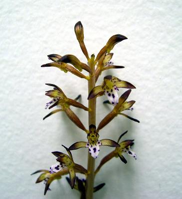 Corallorhiza maculata (Spotted Coral-root), inflorescence