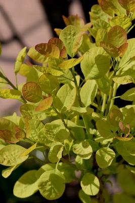 Cotinus coggygria 'Ancot' (PP 13082) (GOLDEN SPIRIT™ Eurasian Smoke Tree PP13082), leaf, spring