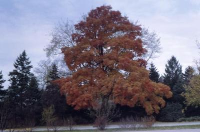 Acer saccharum (sugar maple), habit, fall