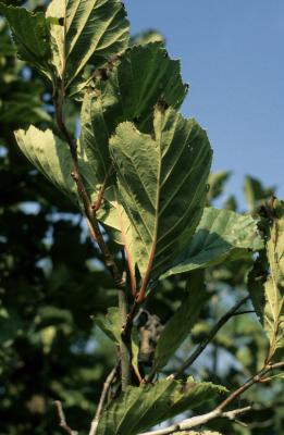 Crataegus calpodendron (Pear Hawthorn), leaf, lower surface
