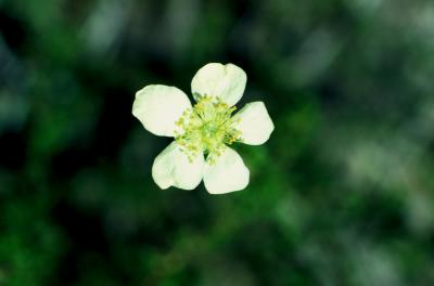 Purshia stansburyana (Stansbury's Cliff-rose), flower