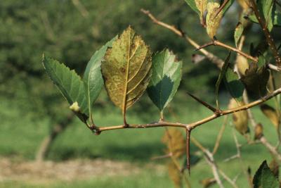 Crataegus douglasii (Black Hawthorn), bark, twig, leaf, lower surface