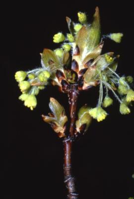 Acer saccharum (sugar maple), flowers