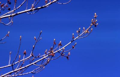 Acer saccharinum (silver maple), twigs and buds