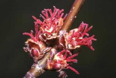 Acer saccharinum (silver maple), female flowers, spring
