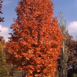 Acer saccharum ‘Coleman’ (Coleman sugar maple), fall color, habit