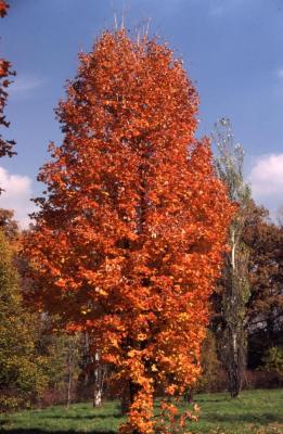 Acer saccharum ‘Coleman’ (Coleman sugar maple), fall color, habit
