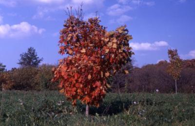 Acer saccharum ‘Temple’s Upright’ (Temple’s Upright sugar maple), habit, fall color