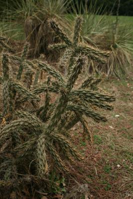Cylindropuntia imbricata (Tree Cholla), bark, stem