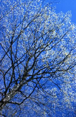 Acer saccharum (sugar maple), spring