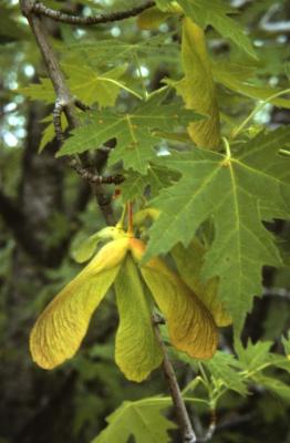 Acer saccharinum (silver maple), leaves and fruit